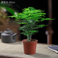 开时果 文竹盆栽 25厘米 精品文竹+原生土盆