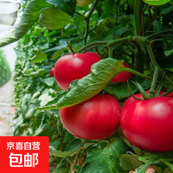 京东自营 普罗旺斯 番茄种子 荷兰进口 600粒