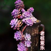 神拼 紫乐多肉老桩多头高档纯紫色客厅阳台花卉盆栽