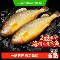 大黄花鱼新鲜冷冻野生深海大黄鱼整条特大海鱼生鲜水产鲜活