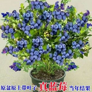 御春阁 兔眼蓝莓苗 4年苗 带土球带叶 盆栽