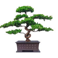 静黛轩 造型罗汉松盆景 35-45cm 盆栽