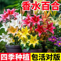盼盼哥 香水百合种球 花卉种子