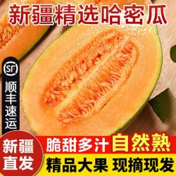 骄瑰 新疆吐鲁番哈密瓜 5-6斤/箱 2枚装