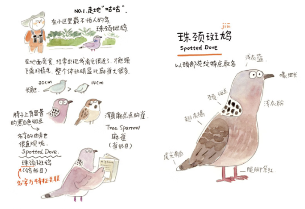 送礼佳品、悦己主义：《等鸟来：扫把的观鸟手账》新书 献给大自然爱好者的零门槛趣味鸟书