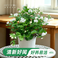 海蒂的花园 茉莉花盆栽 14cm盆