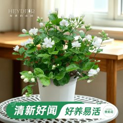 海蒂的花园 茉莉花 阳台盆栽植物 14cm盆