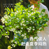 海蒂的花园 茉莉花盆栽 14cm盆