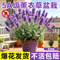 移动端、京东百亿补贴：临雅 薰衣草盆栽 紫色 中盆