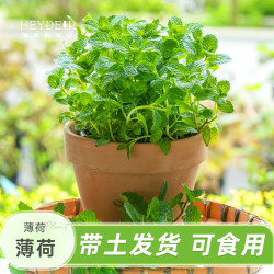海蒂的花园 薄荷迷迭香食用香草植物多年生室外阳台花卉盆栽 薄荷12cm盆 含盆
