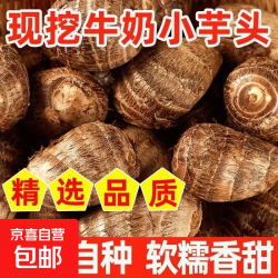 潍坊 白塔牛奶芋 5斤 山东产地发货