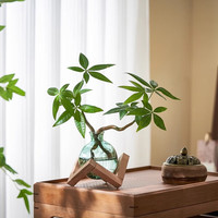 八芽 双杆发财树 轻奢小蓝瓶几何木架 含盆