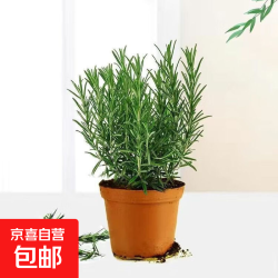 迷迭香苗盆栽可食用驱蚊植物香草薄荷苗绿植物 1盆 盆径约12cm 含盆高约25cm