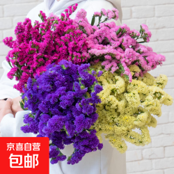 京喜 勿忘我 半干花材 10枝 随机混色 500g