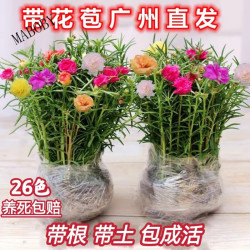 七流婉重瓣太阳花苗宿根混色植物绿植花卉盆栽四季开花带根带花苞发货  混色重瓣8-10色20枝