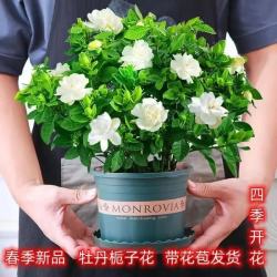 大盆栀子花带花苞栀子花盆栽水培室内花卉绿植四季开花除甲醛好养 小苗栀子花【无花苞]不开花