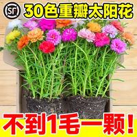 爱你一万年 重瓣太阳花苗宿根枝条带根带花苞盆栽室内外好养花卉绿植四季开花 重瓣 20枝 8-10色 无根不含盆