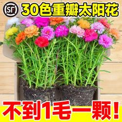 爱你一万年 重瓣太阳花苗宿根枝条带根带花苞盆栽室内外好养花卉绿植四季开花 重瓣 20枝 8-10色 无根不含盆
