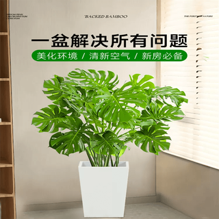 叹为观止 龟背竹 1-1.2米 含盆 大型绿植