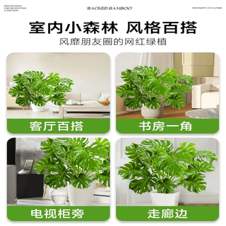 叹为观止 龟背竹 1-1.2米 含盆 大型绿植