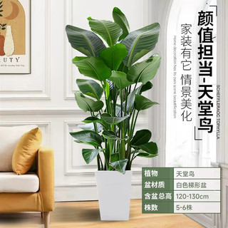 叹为观止 龟背竹 1-1.2米 含盆 大型绿植