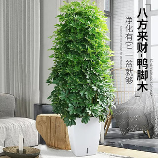 叹为观止 龟背竹 1-1.2米 含盆 大型绿植