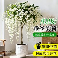 移动端、京东百亿补贴：临雅 垂丝茉莉老桩盆栽 1.5加仑 带花苞