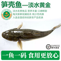 太湖海 名贵淡水鱼类 （1-1.3斤/条） 杀后发，损耗20%