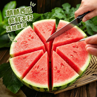 春福乐 8424麒麟西瓜