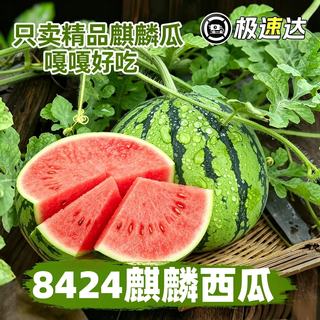 春福乐 8424麒麟西瓜