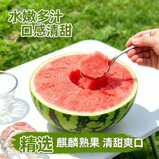 春福乐 8424麒麟西瓜
