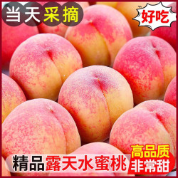龙多鲜 水蜜桃 脆甜毛桃 净重4.5斤