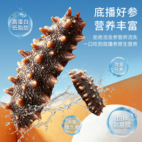 海浪 大连即食辽刺参 5斤装 40-60只 礼盒