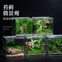 子乐湾 苔藓微景观生态瓶 成品盆栽