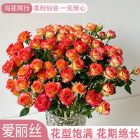 与花同行 多头泡泡玫瑰爱丽丝鲜花昆明斗南基地批发现采现发室内办公室水培 随机多头玫瑰