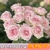 与花同行 粉雪山玫瑰鲜花云南斗南花市室内办公室水养插花送礼粉色玫瑰花束 粉红雪山单头玫瑰