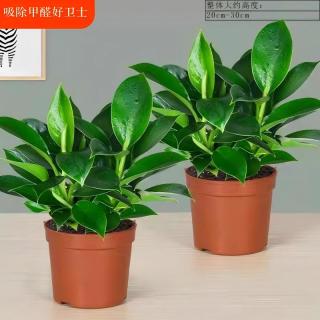 植男植女 金钻绿公主盆栽