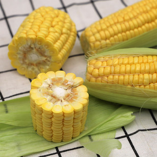 宝菜 云南黄甜玉米 净重3斤约3-5根 带皮水果玉米