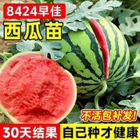 移动端、京东百亿补贴：临雅 8424西瓜苗 秧嫁接麒麟大西瓜盆栽种籽 红瓤超甜 早佳8424西瓜苗*3棵