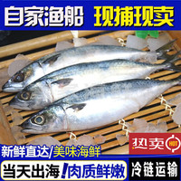 京乐狳 海捕青花鱼 3斤 4-5两/条 生鲜鱼类