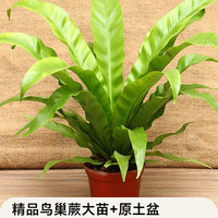 临雅 鸟巢蕨 110#原土盆 盆栽