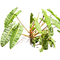 海蒂的花园 橙柄蔓绿绒 9cm盆 盆栽