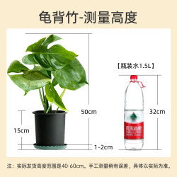 植男植女 龟背竹大型绿植盆栽净化空气寓意好四季常青办公家居装饰源头直发