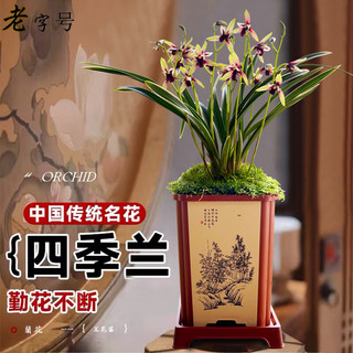 艾莹 建兰金尊红颜 带花苞4苗配盆土肥 兰花盆栽
