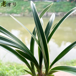 艾莹 建兰金尊红颜 带花苞4苗配盆土肥 兰花盆栽