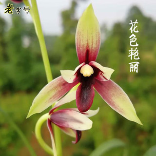 艾莹 建兰金尊红颜 带花苞4苗配盆土肥 兰花盆栽