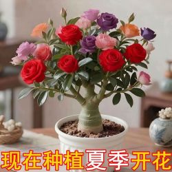 沙漠玫瑰盆栽 四季重瓣耐旱好养活 1盆