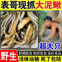 湖上渔佬 微山湖野生泥鳅 鲜活淡水鱼
