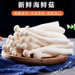 新鲜白玉菇现摘 净重50g