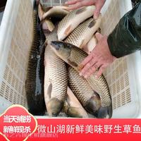春之卉瑾 鲜活现杀草鱼 3斤